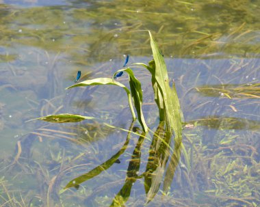 Sarı Bayrak İris 'in yapraklarında güzel mavi yusufçuklar