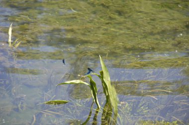 Sarı Bayrak İris 'in yapraklarında güzel mavi yusufçuklar