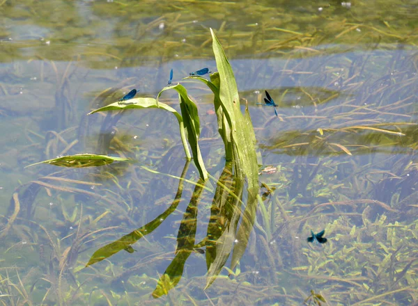Schöne Blaue Libellen Fliegen Die Blätter Der Gelben Flagge Iris — Stockfoto
