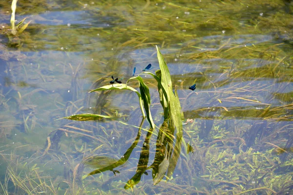 Mooie Blauwe Libellen Vliegen Rond Bladeren Van Gele Vlag Iris — Stockfoto