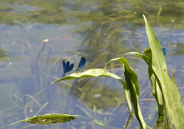 stock image Beautiful blue Dragonflies on the leaves of Yellow Flag Iris