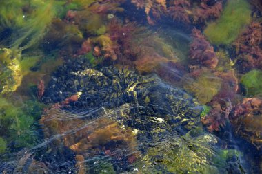 Renkli yosunlardaki midye kolonisi ve sığ sulardaki su bitkileri.