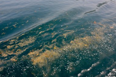 Kirli ve kirli su yüzeyi