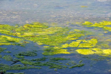 Kirli ve kirli su yüzeyi