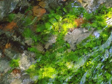 Güzel yeşil su bitkileri su akıntısında sallanıyor.