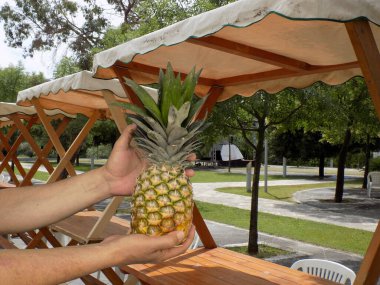 Elinde olgun bir ananas