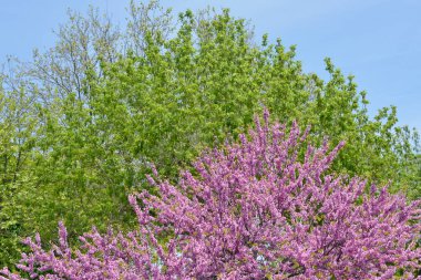 Arka tarafta Kutu Yaşlısı (Acer negundo) ve ön tarafta Kızıltomurcuk Ağacı (Cercis silikastrum) bulunur.