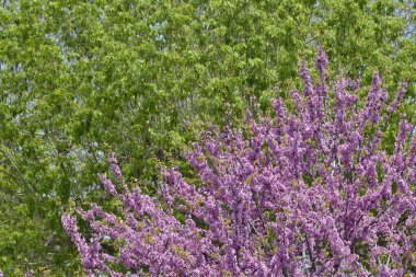 Arka tarafta Kutu Yaşlısı (Acer negundo) ve ön tarafta Kızıltomurcuk Ağacı (Cercis silikastrum) bulunur.