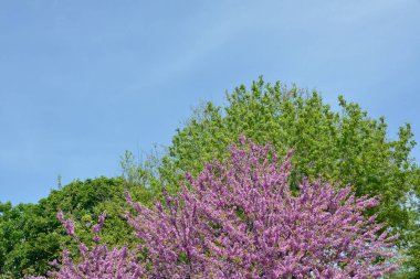 Arka tarafta Kutu Yaşlısı (Acer negundo) ve ön tarafta Kızıltomurcuk Ağacı (Cercis silikastrum) bulunur.