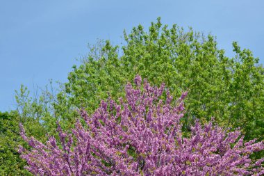 Arka tarafta Kutu Yaşlısı (Acer negundo) ve ön tarafta Kızıltomurcuk Ağacı (Cercis silikastrum) bulunur.