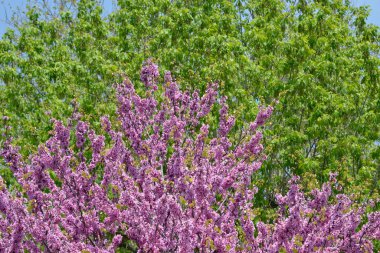 Arka tarafta Kutu Yaşlısı (Acer negundo) ve ön tarafta Kızıltomurcuk Ağacı (Cercis silikastrum) bulunur.