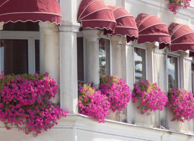Pembe Bougainvillea çiçekleri İSTANBUL 'da
