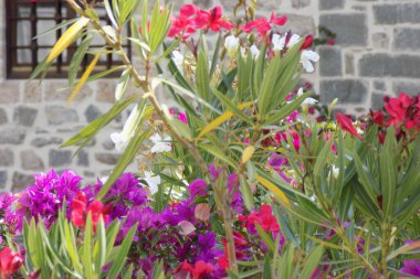 Oleander (Neryum zakkum) ve Bougainvillea çiçek açarken