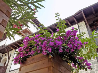 Çiçek saksısında Mor Bougainvillea