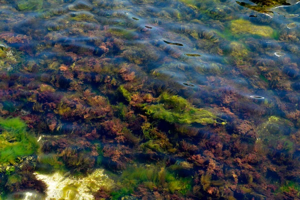 Kleurrijke Algen Waterplanten Het Ondiepe Water — Stockfoto