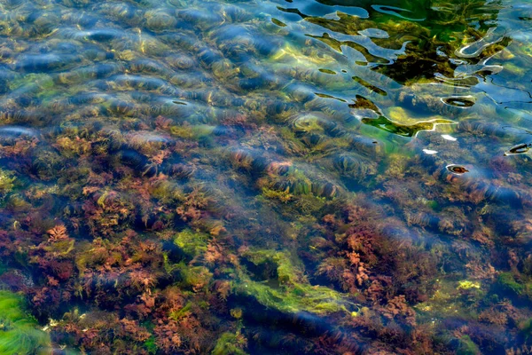 Algas Coloridas Plantas Acuáticas Aguas Poco Profundas —  Fotos de Stock