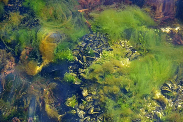 Kolonie Mosselen Kleurrijke Algen Waterplanten Het Ondiepe Water — Stockfoto