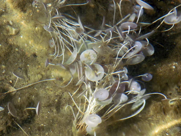 浅い水の海底に白い藻類が揺れる — ストック写真