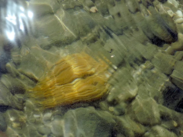 海底の海の下で揺れ動くイソギンチャク — ストック写真