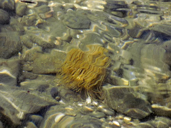 Sea anemone swings under the sea on the sea bottom