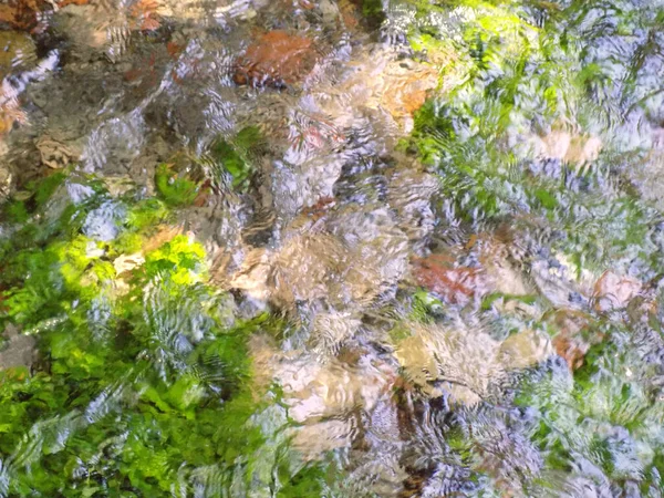 Mooie Groene Waterplanten Schommelen Waterstroom — Stockfoto