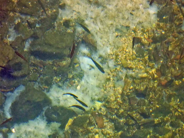 Pequenos Peixes Nadam Fundo Mar — Fotografia de Stock