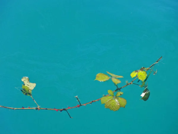 Ramo Rosa Flutua Superfície Água Limpa — Fotografia de Stock