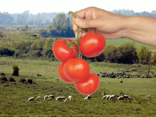 Bunch Ripe Tomatoes Hand — Stock Photo, Image