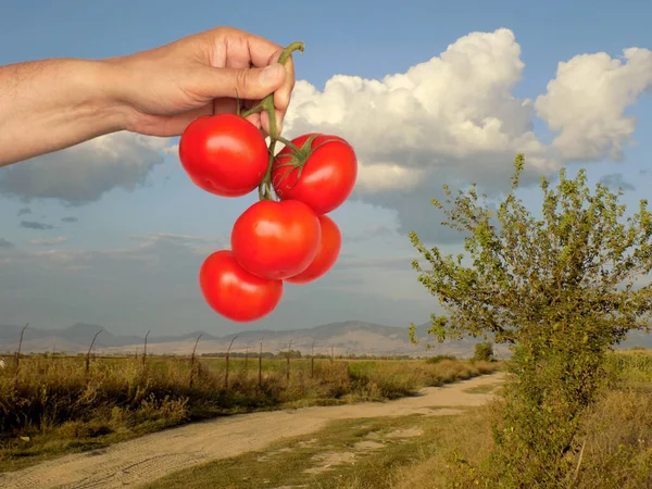 Manojo Tomates Maduros Mano — Foto de Stock