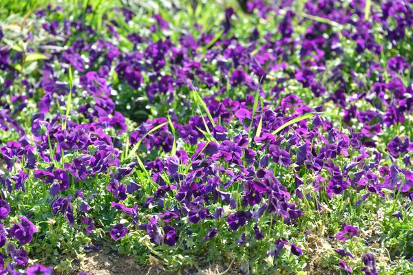 Purple Pansies Macizo Flores — Foto de Stock