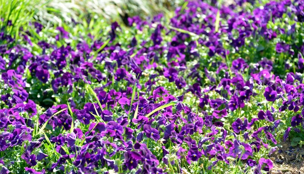 花壇の紫のパンジー — ストック写真