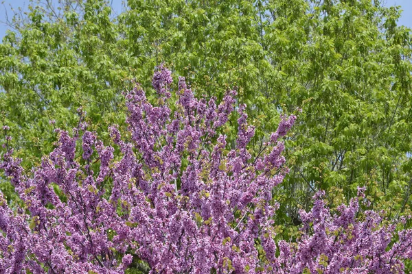 Arka Tarafta Kutu Yaşlısı Acer Negundo Tarafta Kızıltomurcuk Ağacı Cercis — Stok fotoğraf