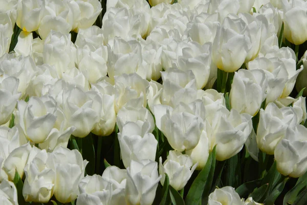 Tło Wykonane Białych Tulipanów — Zdjęcie stockowe
