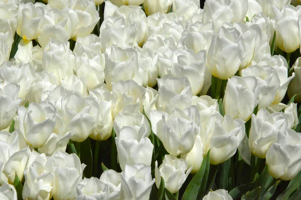 Tło Wykonane Białych Tulipanów — Zdjęcie stockowe