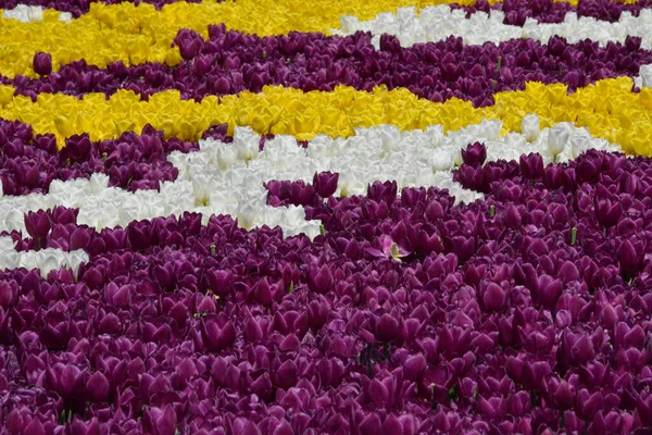 Różowe Kwiaty Bougainvillea Istanbul — Zdjęcie stockowe