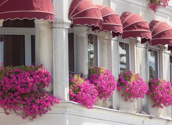 Розовые Цветы Бугаинвиллеи Стамбуле — стоковое фото