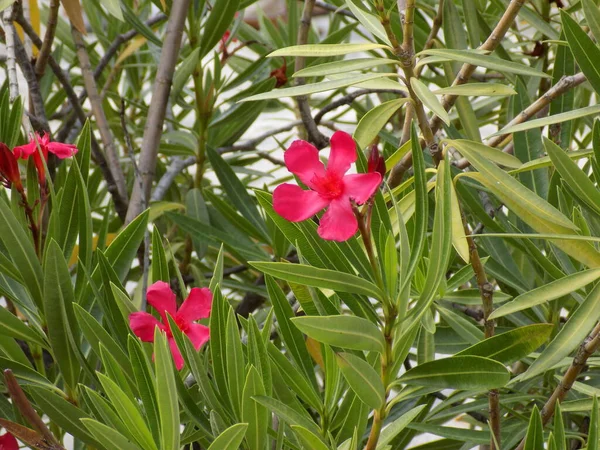 stock image Oleander (Nerium oleander) in the bloom