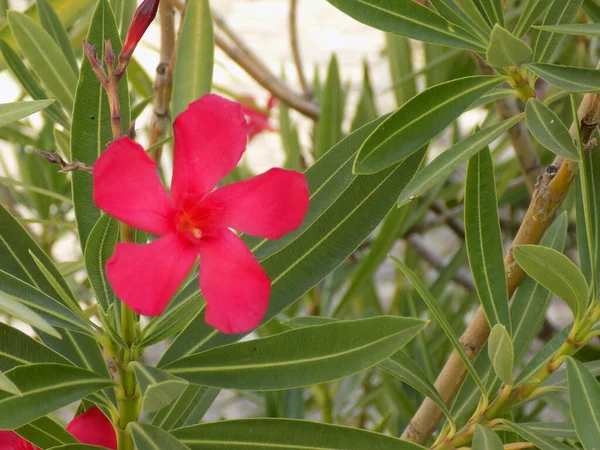 stock image Oleander (Nerium oleander) in the bloom