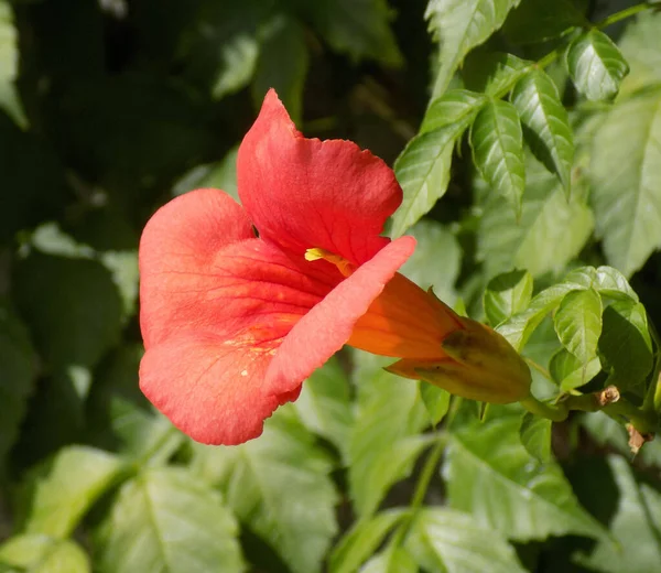 Цветок Трубы Campsis Radicans — стоковое фото