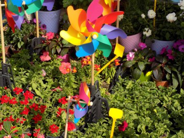 Impatiens, Begonia, Verbena ve Rose