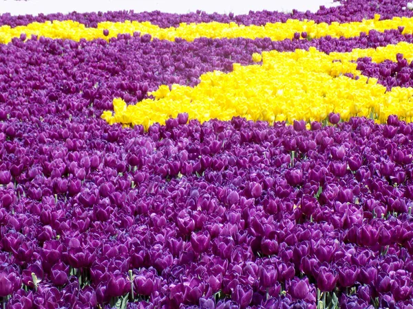 Kolorowe Kompozycje Kwiatowe Różnymi Tulipanami — Zdjęcie stockowe