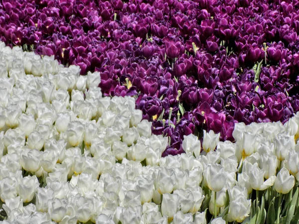 Білі Фіолетові Тюльпани Клумбі — стокове фото