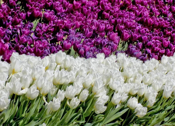Białe Purpurowe Tulipany Kwietniku — Zdjęcie stockowe