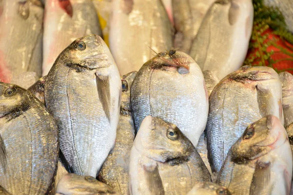 Dentex Fish Sparidae Fiskmarknaden — Stockfoto
