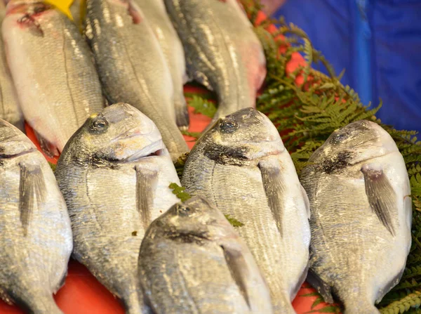 Dentex Fish Sparidae Fiskmarknaden — Stockfoto