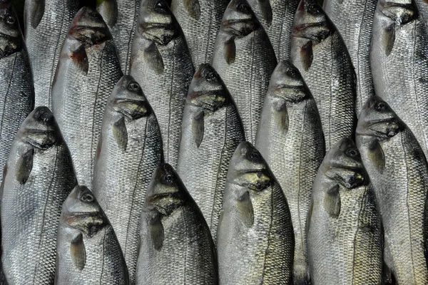 Balıklar Balık Pazarındaki Tezgahta Sıralanmıştı — Stok fotoğraf