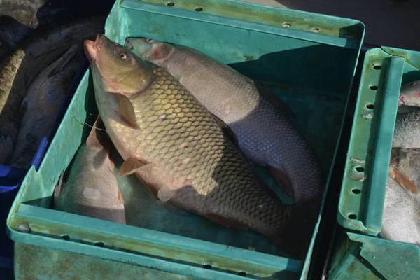 stock image Various fishes in the plastic crates on the fish market