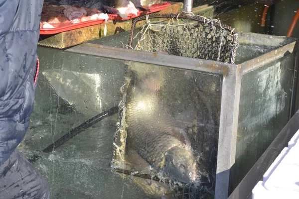 stock image Seller takes fishes from the aquarium with a fish net