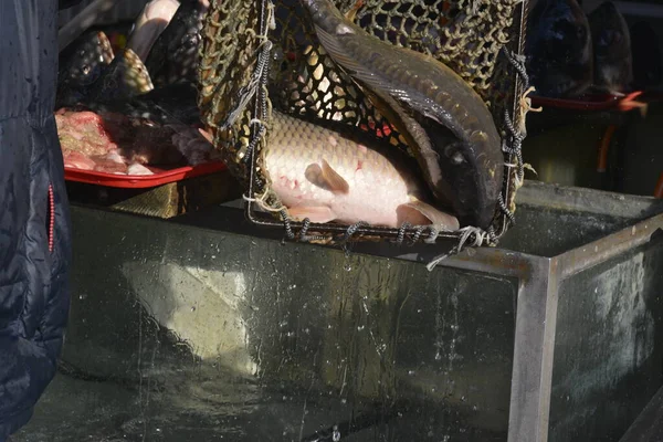 Verkoper Vangt Vissen Uit Het Aquarium Met Een Visnet — Stockfoto