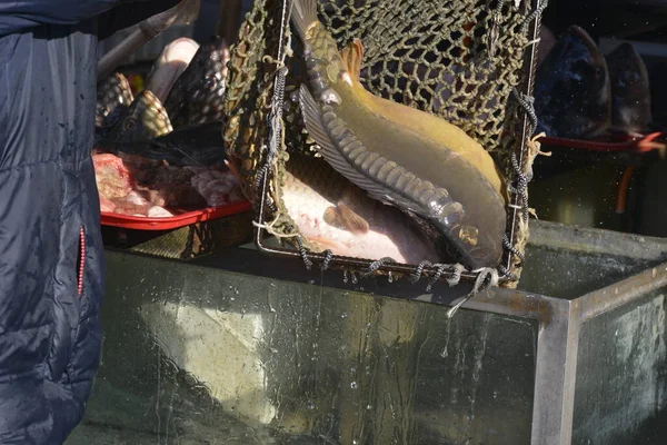 Satıcı Balık Ağıyla Akvaryumdan Balık Alır — Stok fotoğraf